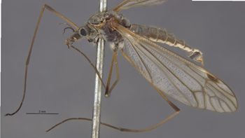 Media type: image;   Entomology 10354 Aspect: habitus lateral view